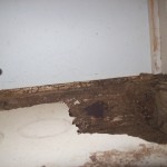 termite damage to kitchen cupboard
