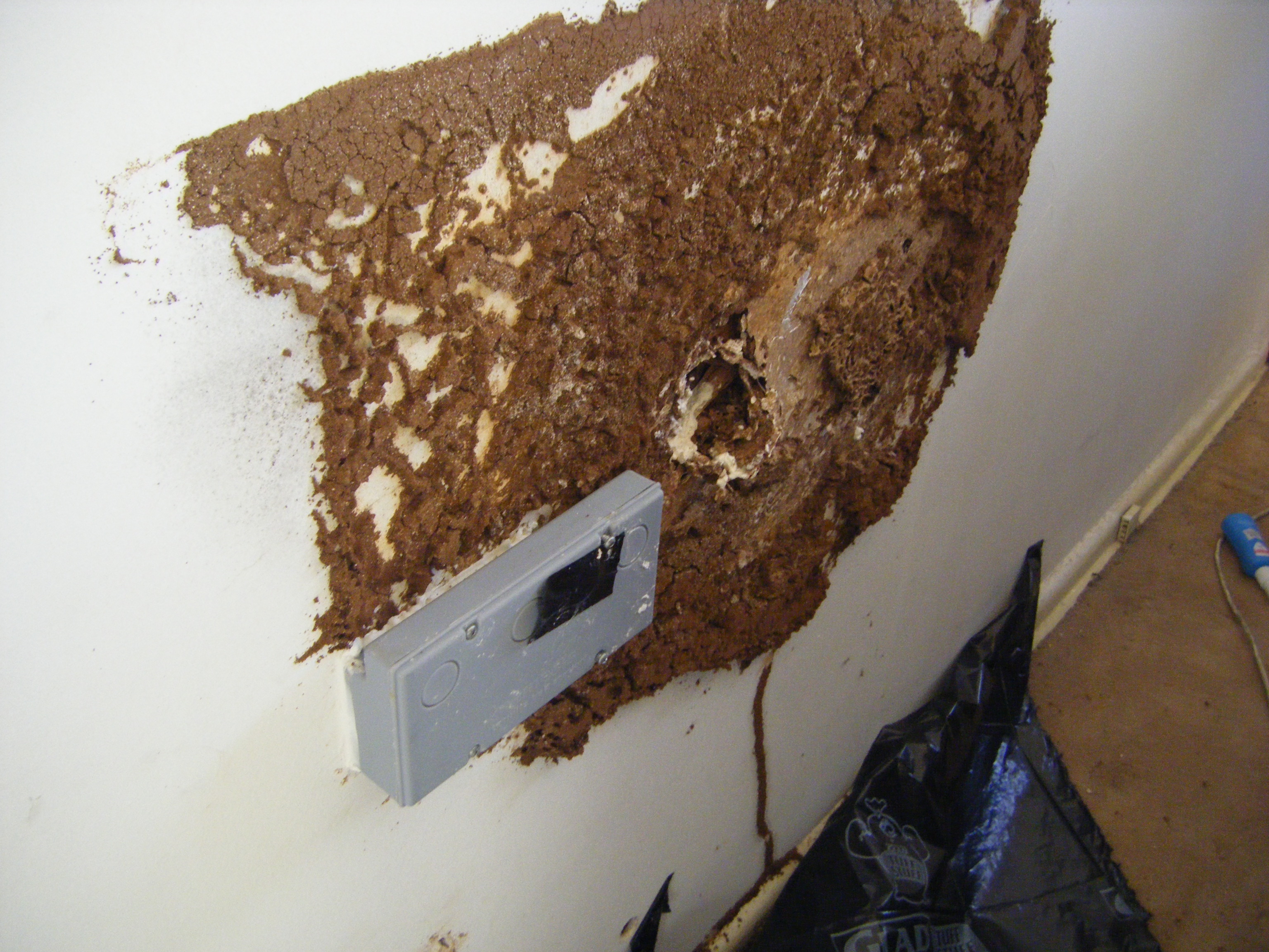 Termite Damage